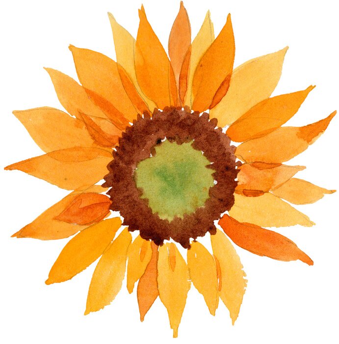 Papier peint  Tête de tournesol aquarelle