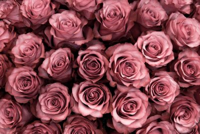 Papier peint  Têtes de fleurs de roses formant un tapis