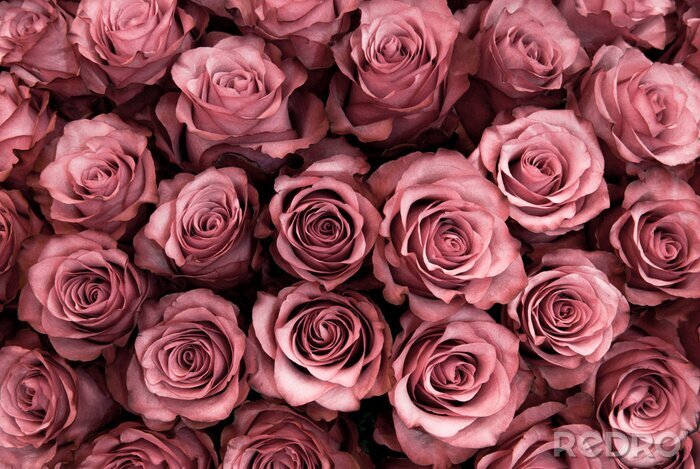 Papier peint  Têtes de fleurs de roses formant un tapis
