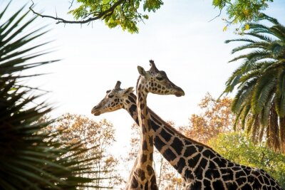Papier peint  Têtes de girafes dans les arbres