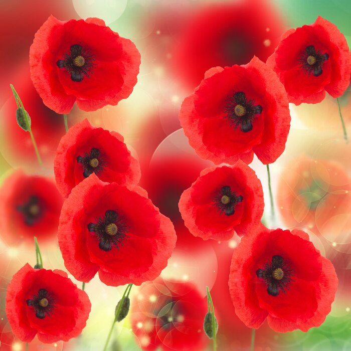 Papier peint  Têtes de pavot sur un fond abstrait