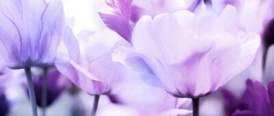 Papier peint  Têtes de tulipes à la lumière violette