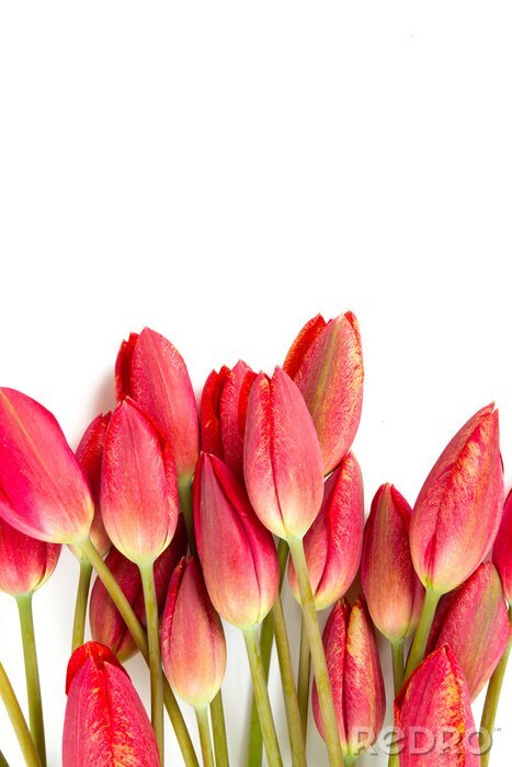 Papier peint  Têtes de tulipes rouges
