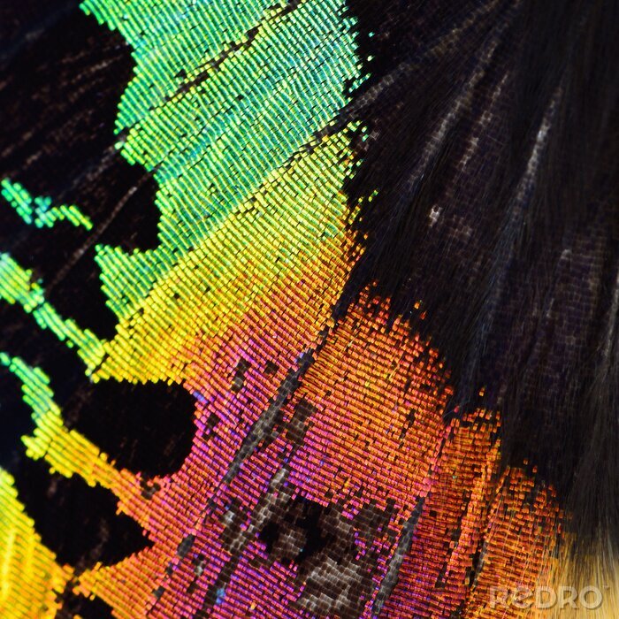 Papier peint  Texture arc-en-ciel aile de papillon