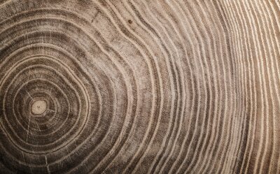 Papier peint  Texture bois naturel