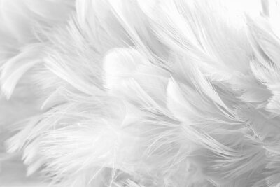Papier peint  Texture de plumes blanches
