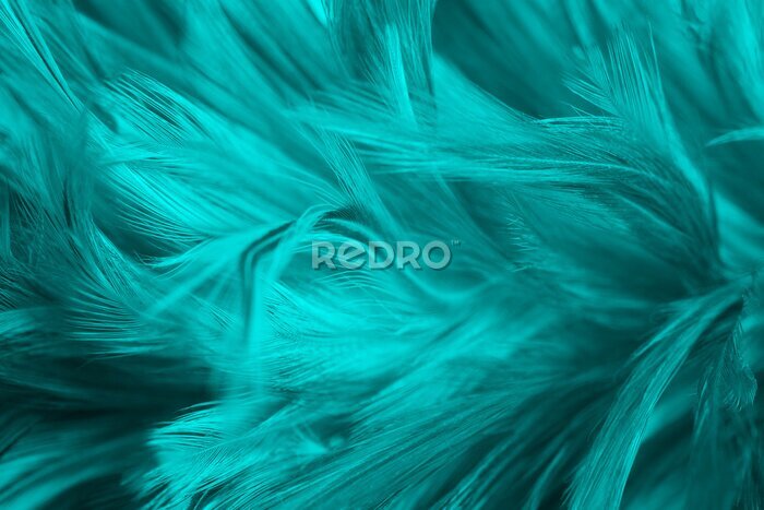 Papier peint  Texture exotique de plumes turquoises