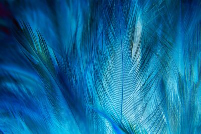 Papier peint  Texture macro de plumes bleues