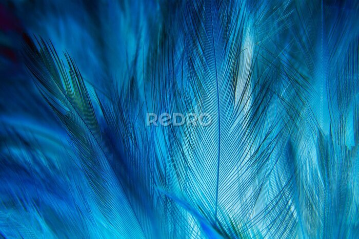 Papier peint  Texture macro de plumes bleues