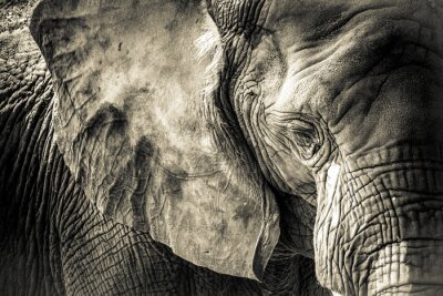 Papier peint  Texture peau d'éléphant
