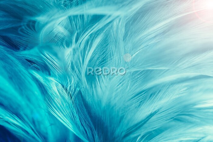 Papier peint  Texture plume bleue