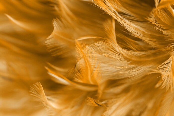 Papier peint  Texture plume boho orange