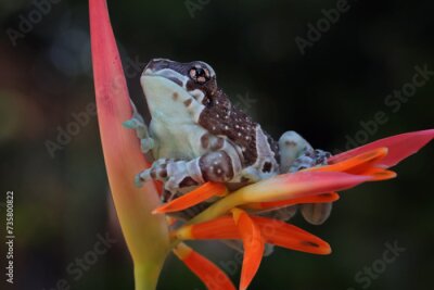 Papier peint  The Amazon milk frog (Trachycephalus resinifictrix) closeup on Strelitzia Reginae flower