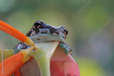 Papier peint  The Amazon milk frog (Trachycephalus resinifictrix) closeup on Strelitzia Reginae flower, Panda bear tree frog on branch