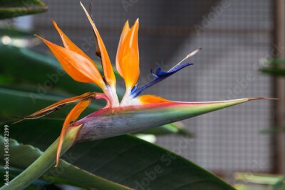Papier peint  The beautiful flower of Strelitzia, it looks like a bird of paradise. Selective focus.