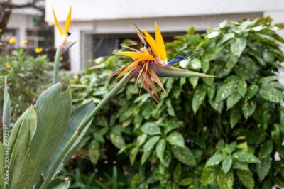 Papier peint  The beautiful flower of Strelitzia, it looks like a bird of paradise. Selective focus.