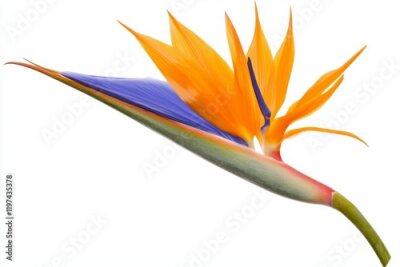 Papier peint  The bird of paradise flower, or Strelitzia reginae, accompanied by a leaf.