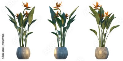 Papier peint  The bird of paradise plant (Strelitzia reginae)