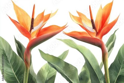 Papier peint  The bird-of-paradise, Strelitzia reginae, and heliconia are illustrated in a watercolor botanical artwork featuring flowers and leaves