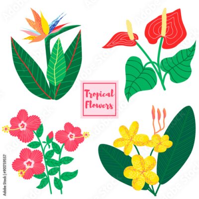 Papier peint  The collection of tropical flowers includes various types such as plumeria rubra, strelitzia, anthurium andraeanum, and hibiscuses. Hand-drawn vector isolated on a white background.