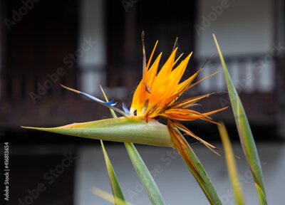 Papier peint  The colorful flower of a Strelitzia in a small park on the Atlantic island of Tenerife. In the background out of focus with nice bokeh is a small balcony on a white house.