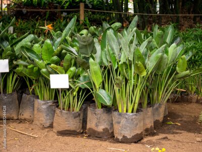 Papier peint  The Crane Flower or Bird of Paradise (Strelitzia reginae), a Species of Flowering Plant Indigenous to South Africa Ready to Plant in a Garden of Medellin, Antioquia / Colombia