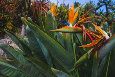 Papier peint  The dramatic orange and blue flower head of Strelitzia reginae, also known as "bird of paradise plant" or "crane flower", a perennial plant native to South Africa.