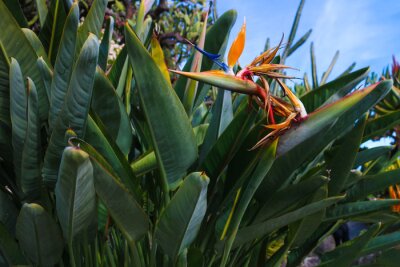 Papier peint  The dramatic orange and blue flower head of Strelitzia reginae, also known as "bird of paradise plant" or "crane flower", a perennial plant native to South Africa.