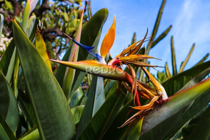 Papier peint  The dramatic orange and blue flower head of Strelitzia reginae, also known as &quot;bird of paradise plant&quot; or &quot;crane flower&quot;, a perennial plant native to South Africa.