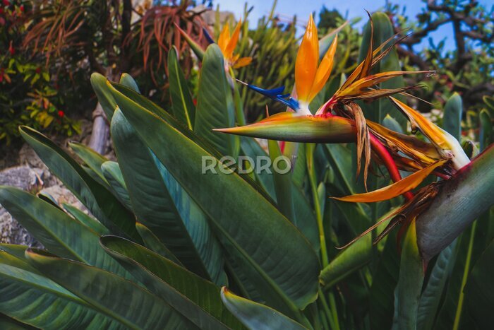 Papier peint  The dramatic orange and blue flower head of Strelitzia reginae, also known as &quot;bird of paradise plant&quot; or &quot;crane flower&quot;, a perennial plant native to South Africa.