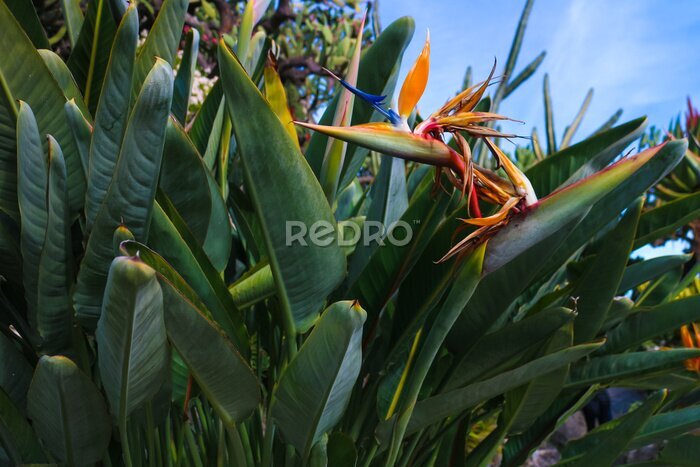 Papier peint  The dramatic orange and blue flower head of Strelitzia reginae, also known as &quot;bird of paradise plant&quot; or &quot;crane flower&quot;, a perennial plant native to South Africa.