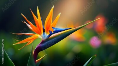 Papier peint  The exotic beauty of the bird of paradise flower captivates with its unique shape.