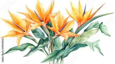 Papier peint  The exotic strelitzia, or bird of paradise, is beautifully rendered in watercolor on a clean white background