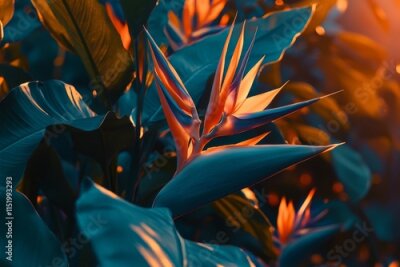 Papier peint  The exquisite Bird of Paradise flower (Strelitzia reginae) framed by lush green foliage in a tropical setting.