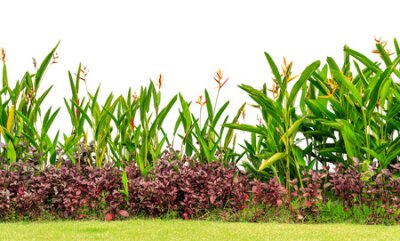 Papier peint  The garden consists of Strelitzia, Coleus and grass plants isolated on white background