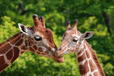 The giraffe close up (Giraffa camelopardalis) is an African even-toed ungulate mammal, the tallest of all extant land-living animal species, and the largest ruminant.