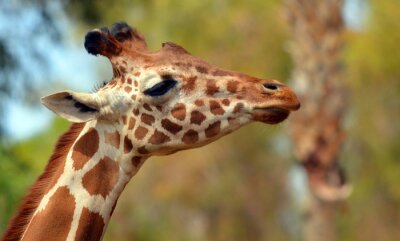 Papier peint  The giraffe (Giraffa camelopardalis) is an African even-toed ungulate mammal, the tallest of all extant land-living animal species, and the largest ruminant.