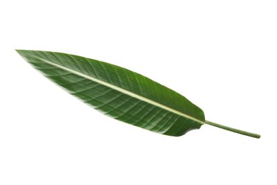 Papier peint  The large and pointed leaf of the plant of strelitzia