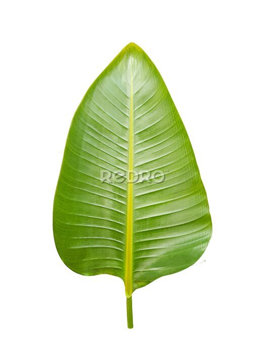 Papier peint  The leaf of Strelitzia Nicolai isolated on the white background