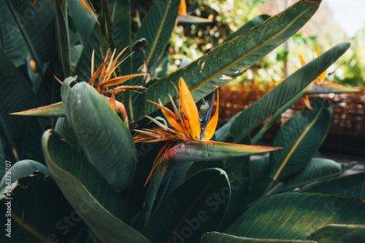 Papier peint  The main flower of the island of Madeira is Strelitzia or "bird of paradise"