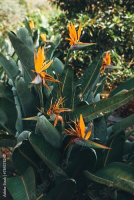 Papier peint  The main flower of the island of Madeira is Strelitzia or "bird of paradise"