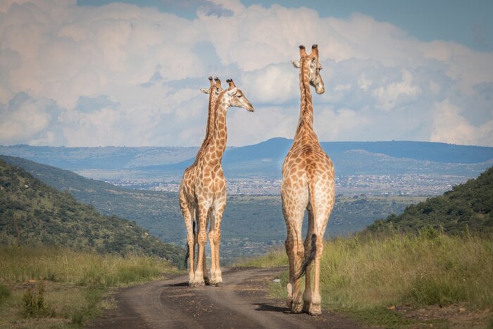 Papier peint  The Mighty Giraffe