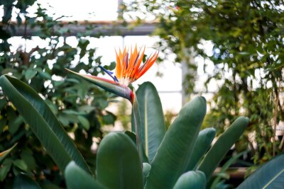 Papier peint  The orange flower of the bird of paradise (Strelitzia reginae), highlighted on a green background of foliage. An ornamental tropical plant.
