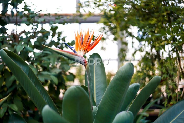 Papier peint  The orange flower of the bird of paradise (Strelitzia reginae), highlighted on a green background of foliage. An ornamental tropical plant.
