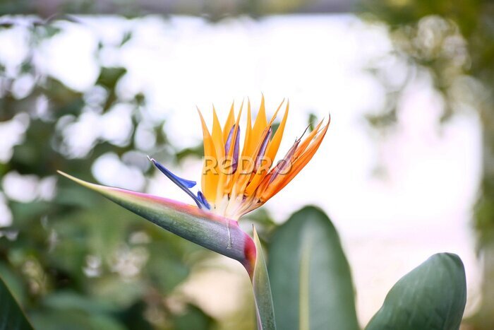 Papier peint  The orange flower of the bird of paradise (Strelitzia reginae), highlighted on a green background of foliage. An ornamental tropical plant.
