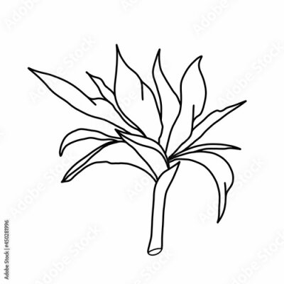 Papier peint  The plant is black and white. Strelitzia line art. Print for clothing, packaging, advertising