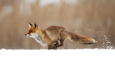 Papier peint  The red fox (Vulpes vulpes) is the largest of the true foxes and one of the most widely distributed members of the order Carnivora