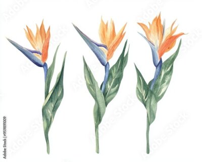 Papier peint  The ropical flower Strelitzia reginae. Hand drawn watercolor painting on a white background.