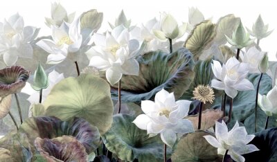 Papier peint  The scenic Lotus flowers.