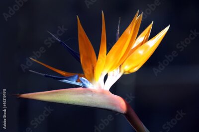 Papier peint  The Strelitzia flower, also known as Bird of Paradise, thrives on Catalina Island, California